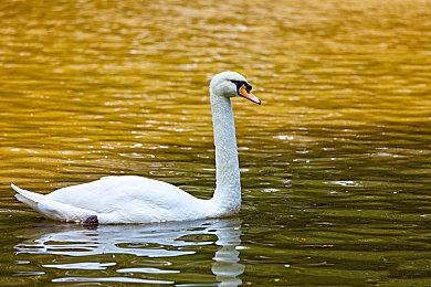 《英雄联盟》转区系统开放：收费199元 每日限量